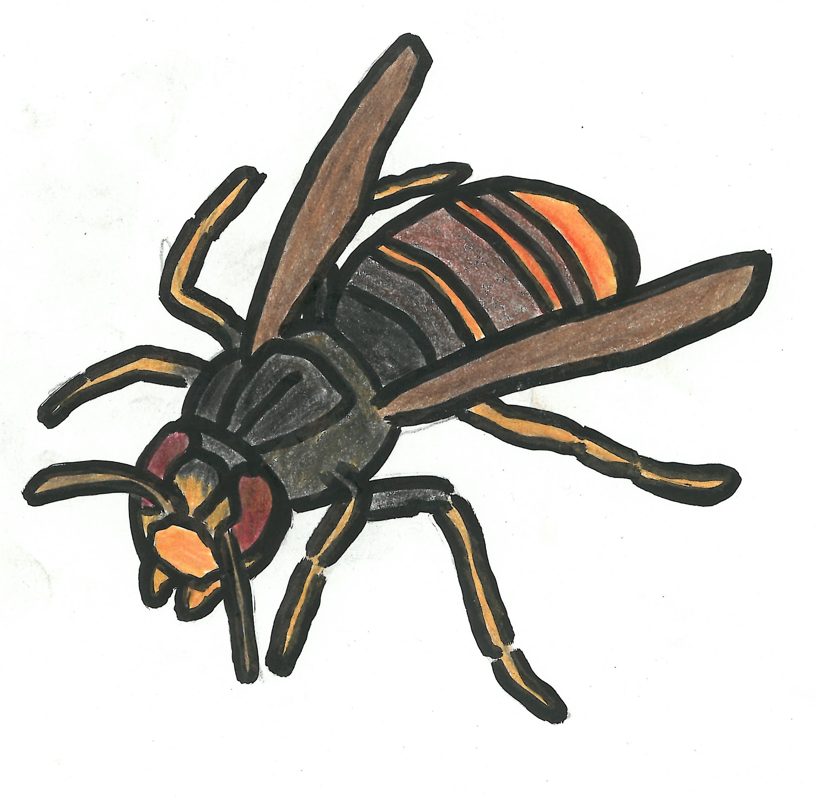 ツマアカスズメバチ（特定外来生物）