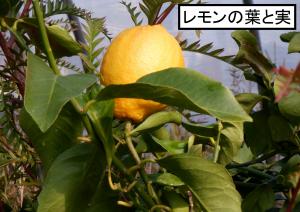 庭木の写真（レモンの葉と実）