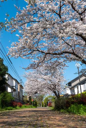 岡田の桜の写真