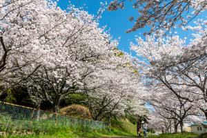 筑紫神社の桜の写真