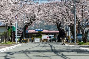桜台の桜の写真