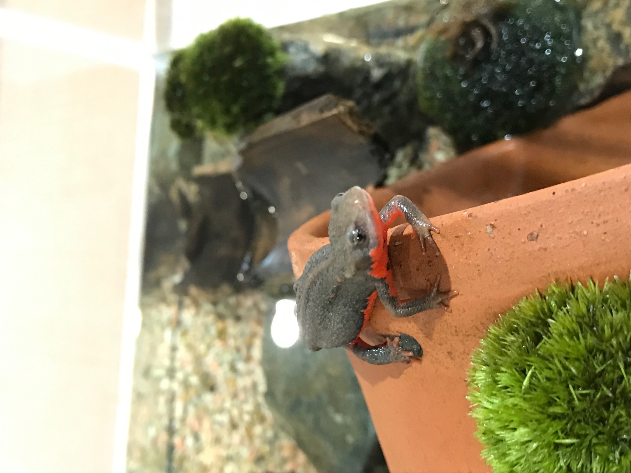 アカハライモリ