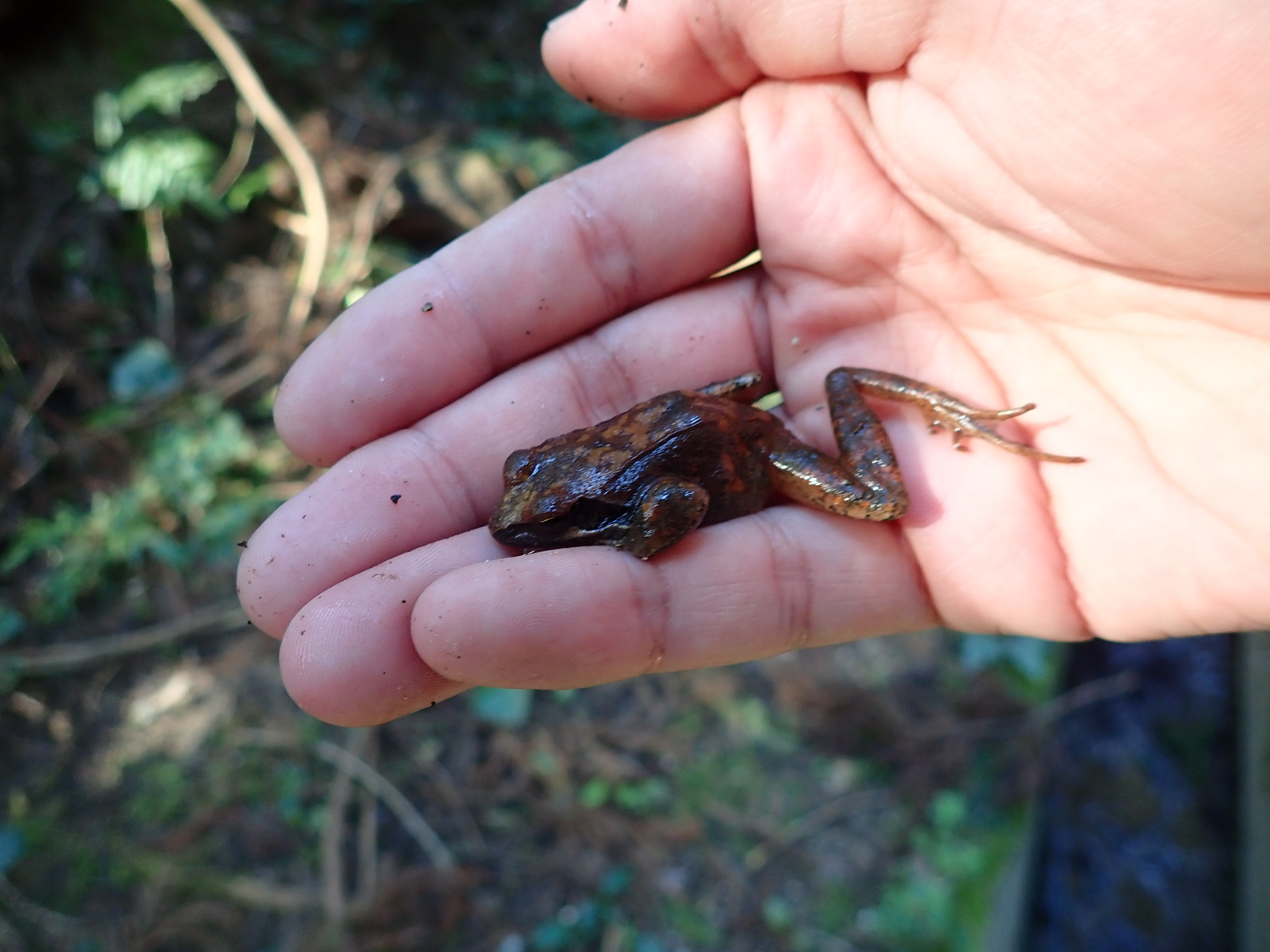 カジカガエル