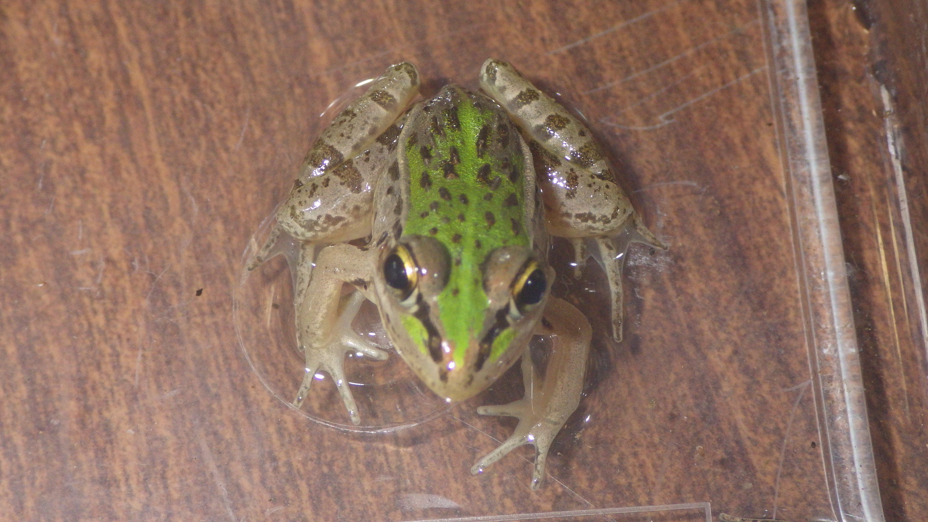 トノサマガエル