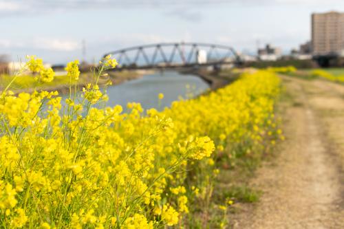 宝満川河川敷に咲く菜の花の写真