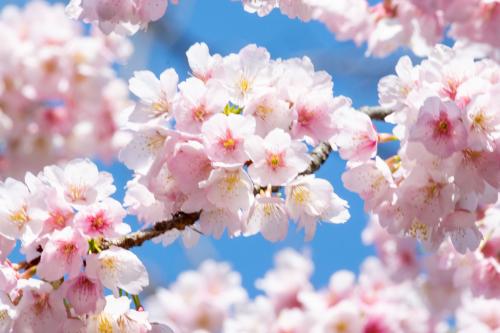 青空を背景に咲く桜の写真