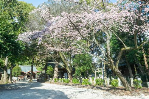 満開の桜の写真