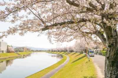 宝満川沿いの桜並木の写真