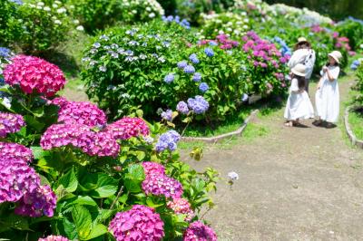 天拝公園内のあじさい園の写真