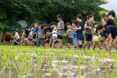 阿志岐小学校の田植え体験の写真