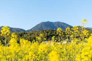 菜の花畑と宝満山