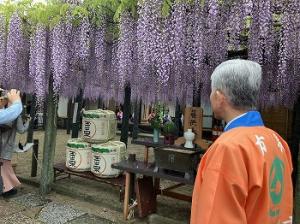 藤を鑑賞する平井一三市長