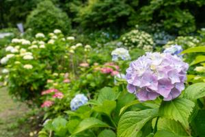 天拝公園のあじさい園４