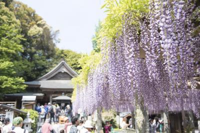 長者の藤