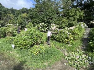 あじさい園作業風景1