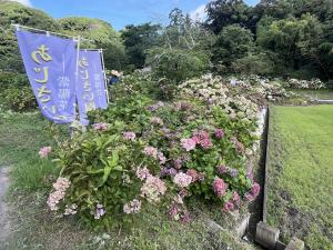 あいさい園花摘み変化1