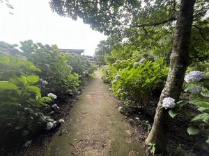 あじさい園花摘み変化4