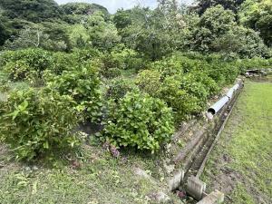 あじさい園花摘み変化2