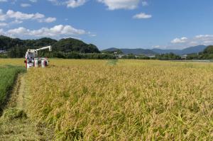 萩原区の稲刈り