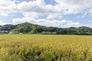 萩原区の稲刈り４