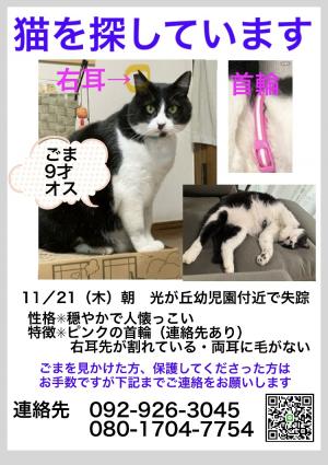 迷子猫情報