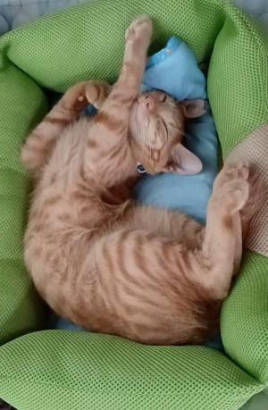 譲渡希望猫　茶トラ