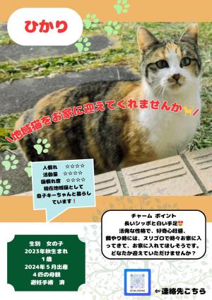 三毛猫　写真