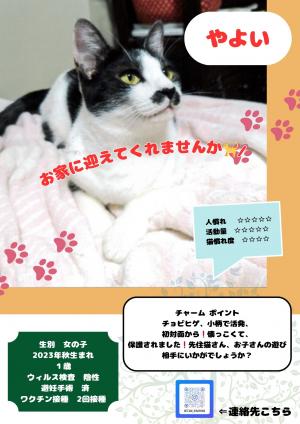 白黒猫　写真