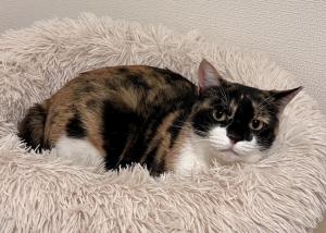 三毛猫　写真