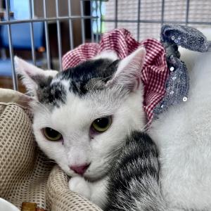白黒猫　写真
