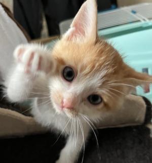 茶白猫　写真