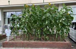 ひまわりの花満開