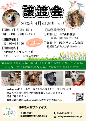 セブンデイズ譲渡会チラシ