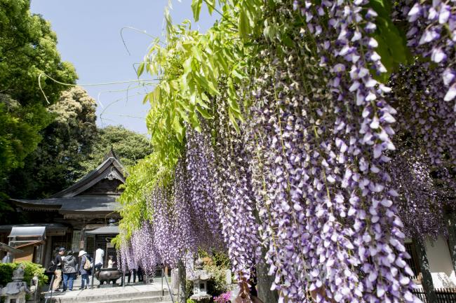藤の花