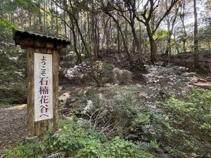 石楠花の写真1