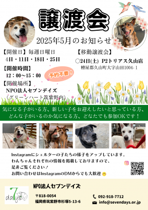 セブンデイズ　譲渡会チラシ