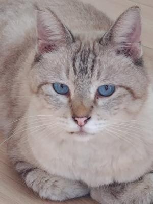 迷子の猫の写真