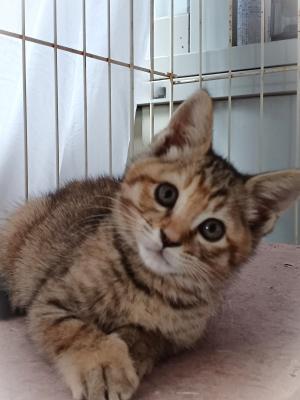 譲渡希望の猫の写真