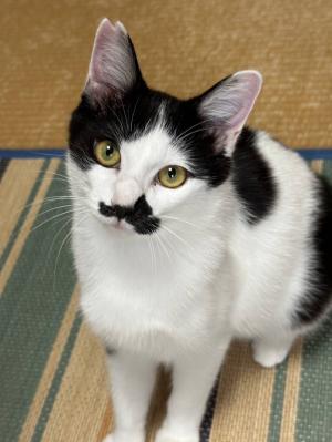 里親募集猫　白黒ハチワレ