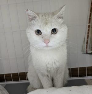 里親募集猫　白