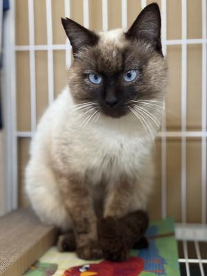 里親募集猫　茶系