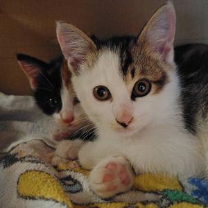 譲渡希望猫　白キジ