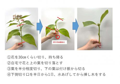 あじさい花の挿し木