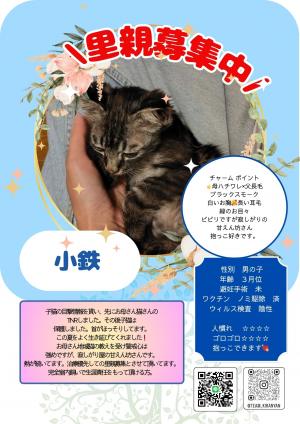 黒キジ猫情報