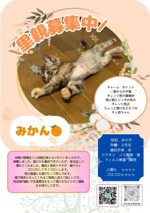 キジ猫　画像