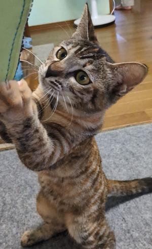 保護猫情報