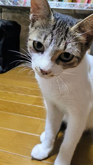 白キジ 写真