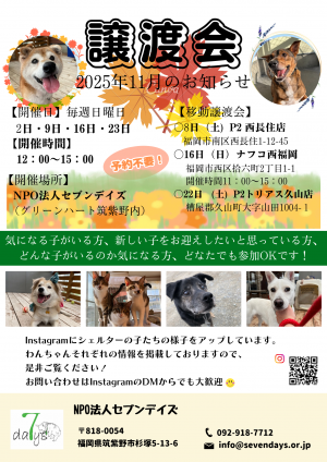 11月の犬の譲渡会のお知らせ
