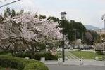 天拝公園の桜