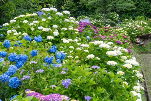 あじさい園